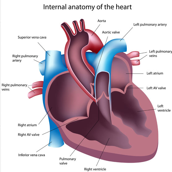 Normal Heart